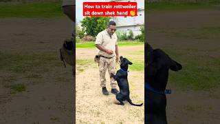 How to train rottweiler sit down shek hand 👏 session 229 shorts [upl. by Anitnelav]