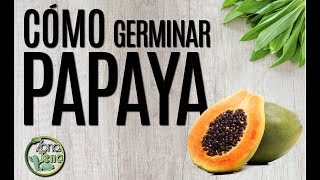 Cómo Germinar Papaya 1 [upl. by Tamiko125]