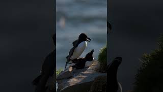 Razorbill Courtship  Minute of Wildlife wildlife nature birds [upl. by Orpah]