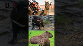 Which Animal is Native to Australia [upl. by Aciras]