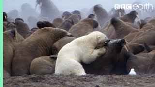 Polar Bear vs Walrus  Planet Earth  BBC Earth [upl. by Notyrb]