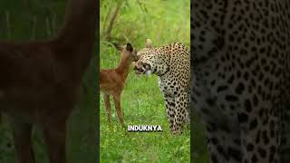 Bayi Impala Mengira Macan Tutul Adalah Induknya cheetah singa leopard lion [upl. by Carroll498]