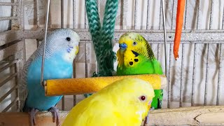 35 Hr Happy Parakeets Eating Singing Playing Budgies Chirping Reduce Stress of lonely Bird Videos [upl. by Namqul]