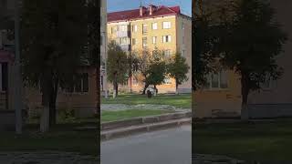 Медведь в городе [upl. by Eycal]