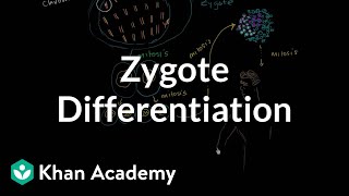 Zygote differentiating into somatic and germ cells  MCAT  Khan Academy [upl. by Etram580]