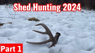 Shed Hunting 2024  Part 1 Early Drops Close to Food [upl. by Ylek]