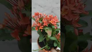 Ixora plant [upl. by Rehpotsrihc]