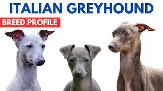 Italian Greyhound Breed Profile History  Price  Traits  Italian Greyhound Dog Grooming Needs [upl. by Annabella]