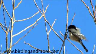 The twonote call of the male Blackcapped Chickadee [upl. by Assilla]