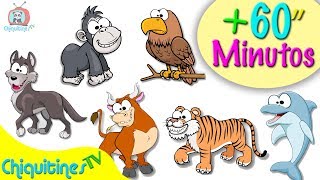 Animales para niños  1 hora de videos con animales [upl. by Sousa]