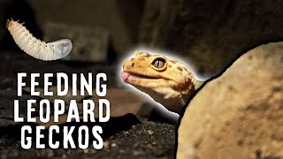 What Can Leopard Geckos Eat  FEEDING ALL MY GECKOS [upl. by Araht383]