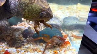 Bigheaded turtle VS CRAB LIVE FEEDING [upl. by Atselec183]