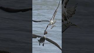 Insane Brown Pelican attacks Osprey and tries to steal a fish Who will win [upl. by Darreg815]