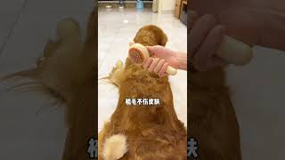 The floating hair comb for cats and dogs is exquisite and compact especially easy to use Cute [upl. by Akehsal]