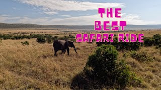 Maasai mara national reserve is the best safari [upl. by Godden]