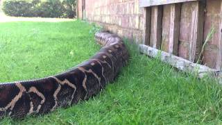 Massive Boa constrictor in HD [upl. by Fin754]