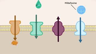 Why are transporters important for Leishmania parasites [upl. by Ettigirb]