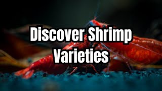 The Top 15 Aquarium Shrimp Types 🦐 [upl. by Eillek]