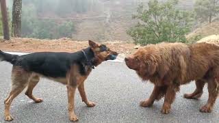 Rottweiller vs German shepherd 😱😱 rott gsd [upl. by Endor]