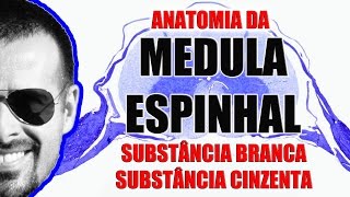 Anatomia da Medula Espinal Substância branca e cinzenta  Sistema Nervoso  VideoAula 091 [upl. by Lani]