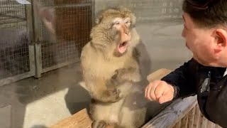 Monkeys Reacting to Magic For The First Time Funniest Animals and Pets [upl. by Salangia]