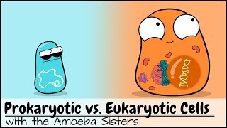 Prokaryotic vs Eukaryotic Cells Updated [upl. by Aynad]