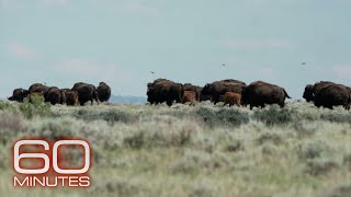 American Prairie Restoring bison to northern Montana with a patchwork nature reserve  60 Minutes [upl. by Ettennad]