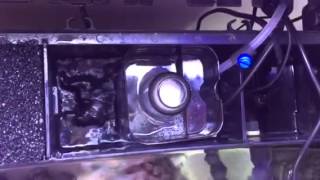 Tunze doc 9004 skimmer in back chamber [upl. by Eenahs]