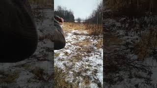 20 yard shot on irons  Cooey model 60 22 bolt [upl. by Loziram]