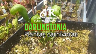 Darlingtonia californica principales cuidados  Andy Rubiano™ [upl. by Micky]