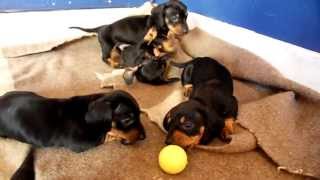 Cachorros Teckel juegan con pelota [upl. by Fannie]