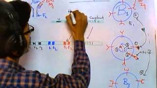 Antibody class switching [upl. by Zsazsa]