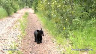 Lily the Black Bear Hope and Faith  June 21 2011 [upl. by Aleahpar448]