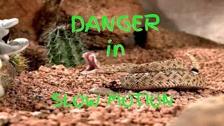 Rattle Snake strikes a beany baby in UltraSlo [upl. by Aramoix]