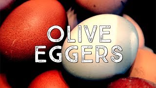 First Olive Egger Eggs [upl. by Web584]