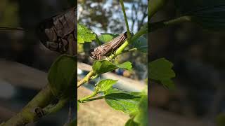 Tacos anyone entomophagy grasshopper [upl. by Mchugh]