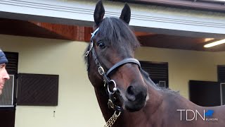 TDN New Stallions  King of Change [upl. by Kristof]