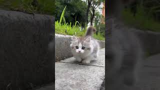 white cat videos 😂really funny kitty videos cat cats shorts viralshortvideo [upl. by Ber167]