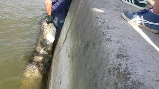 Silure un grand poisson Paris la Seine [upl. by Cyn460]