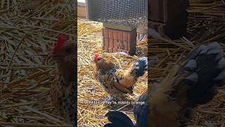 The Amazing Mille de Fleur Chicken backyardchickens [upl. by Ailuj]