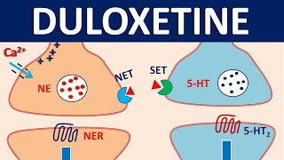 Duloxetine cymbalta  Mechanism precautions interactions amp uses [upl. by Irrak112]