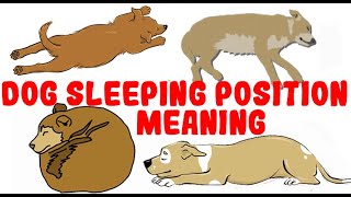 What Your Dogs Sleeping Position Reveals About Their Personality Health and Character [upl. by Mian]