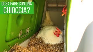 Una gallina cova cosa fare [upl. by Latrice]