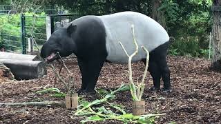 Seeing a Malayan Tapir eating his food At the Copenhagen Zoo [upl. by Anibor155]