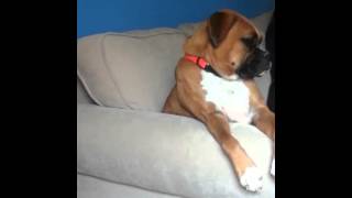 Boxer dog falling asleep [upl. by Inaffit]