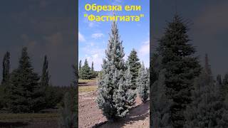 Обрезка молодой ели quotФастигиатаquot quotIseli Fastigiatеquot [upl. by Uta353]