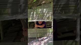 Build a shielding wall from a bamboo trunk survival survivalskills bushcraft Milosurvival [upl. by Nnaynaffit849]