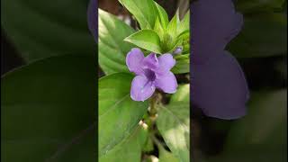 Barleria cristataAcanthaceae family trending nature forest flower forests gardening garden [upl. by Anecuza150]