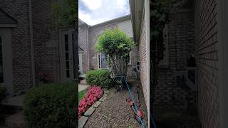 The 100 ABSOLUTE EASIEST Way to Remove Shrubs Sawzall Rope Truck [upl. by Roel]