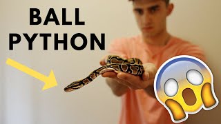 BOUGHT A BALL PYTHON [upl. by Anairda11]